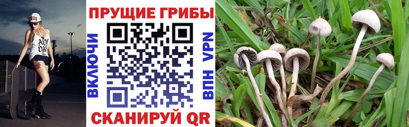 Псилоцибиновые грибы мицелий  Облучье 